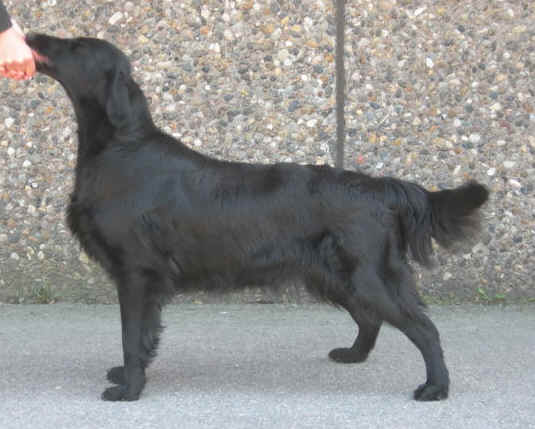 Flatterhaft Star Light